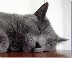 sleepygraycat