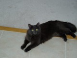 TingTing Floor