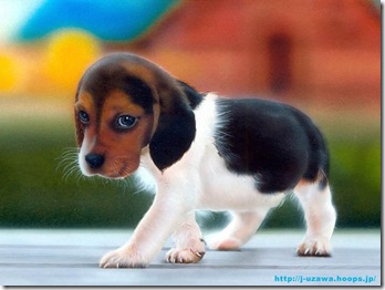 beagle-puppy