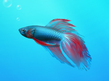 Windows 7 beta fish Windows 7 beta fish